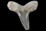 Cretoxyrhina Shark Tooth - Kansas #71742-1